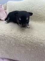 Caroline F1 AKC , a female Chihuahua for sale in Cullowhee, NC – 10 of 10