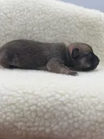 Full AKC Summer Male 2, a male Chihuahua for sale in Cullowhee, NC – 7 of 10