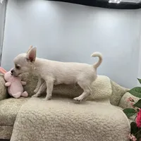 Full AKC Joey hidden merle male, a male Chihuahua for sale in Cullowhee, NC – 9 of 10