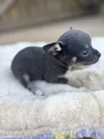 Blue tri full AKC , a female Chihuahua for sale in Cullowhee, NC – 3 of 10