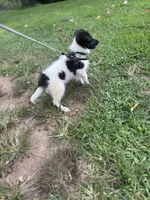 Lucy male #2 full AKC , a male Shetland Sheepdog for sale in Cullowhee, NC – 7 of 10