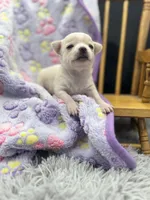 North crème female AKC , a female Chihuahua for sale in Cullowhee, NC – 5 of 10