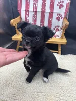 Janice black n white LC female , a female Chihuahua for sale in Cullowhee, NC – 10 of 10