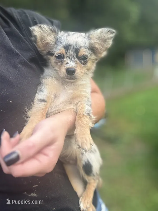 Full AKC Lilly Female  – Chihuahua puppy for sale in Cullowhee, NC