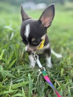  Tripp  male full AKC , a male Chihuahua for sale in Cullowhee, NC – 4 of 10