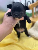 JDs black n white LC female , a female Chihuahua for sale in Cullowhee, NC – 3 of 10