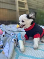 Pumbaa Full Akc Champion sire male, a male Chihuahua for sale in Cullowhee, NC – 8 of 10
