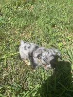 JDs Blue Merle LC Full AKC , a female Chihuahua for sale in Cullowhee, NC – 5 of 10