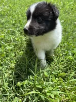 Lucy female full AKC , a female Shetland Sheepdog for sale in Cullowhee, NC – 2 of 10