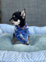 Tri male 1 AKC , a male Chihuahua for sale in Cullowhee, NC – 4 of 9