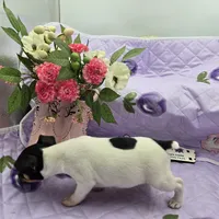 Minnie's boy full Akc, a male Toy Fox Terrier for sale in Cullowhee, NC – 10 of 10