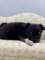 Full AKC Juliette Male # 4 , a male Chihuahua for sale in Cullowhee, NC – 3 of 10