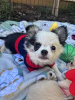 Pumbaa Full Akc Champion sire male, a male Chihuahua for sale in Cullowhee, NC – 7 of 10