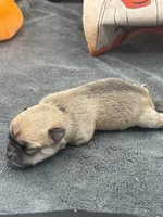 Panda Female 2 full AKC , a female Chihuahua for sale in Cullowhee, NC – 2 of 10