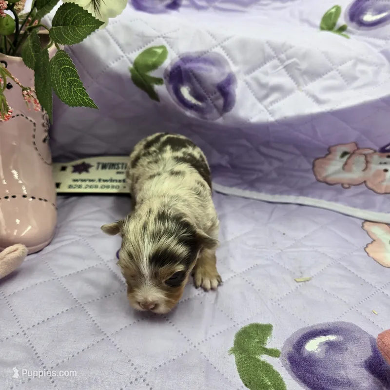 Full AKC Dixie's Chocolate Merle – Chihuahua puppy for sale in Cullowhee, NC