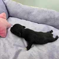 Full Akc Juliette Female1, a female Chihuahua for sale in Cullowhee, NC – Photo 9 of 10
