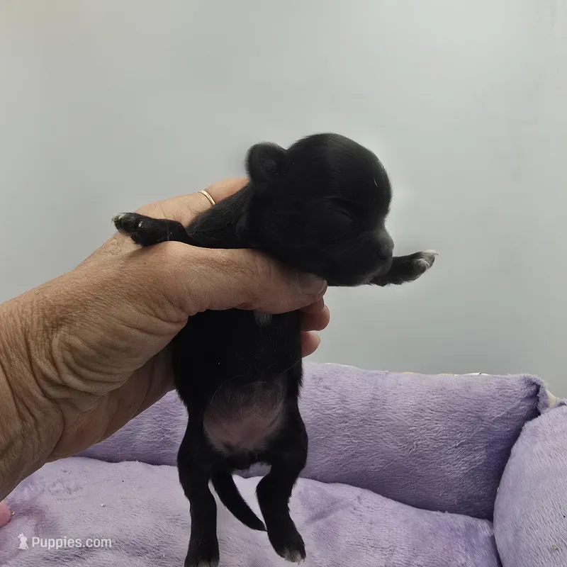 Full Akc Juliette Female1 – Chihuahua puppy for sale in Cullowhee, NC