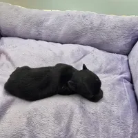 Full Akc Juliette Female1, a female Chihuahua for sale in Cullowhee, NC – Photo 4 of 10