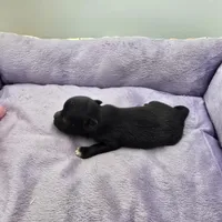 Full Akc Juliette Female1, a female Chihuahua for sale in Cullowhee, NC – Photo 7 of 10