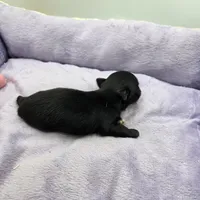 Full Akc Juliette Female1, a female Chihuahua for sale in Cullowhee, NC – Photo 2 of 10