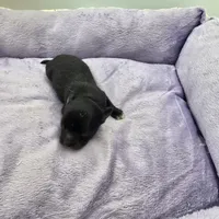Full Akc Juliette Female1, a female Chihuahua for sale in Cullowhee, NC – Photo 10 of 10