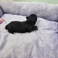 Full Akc Juliette Female1, a female Chihuahua for sale in Cullowhee, NC – Photo 3 of 10