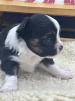 Freya male AKC tri , a male Chihuahua for sale in Cullowhee, NC – 4 of 10