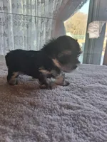 Sophie, a female Morkie for sale in Sunbury, OH – Photo 2 of 3