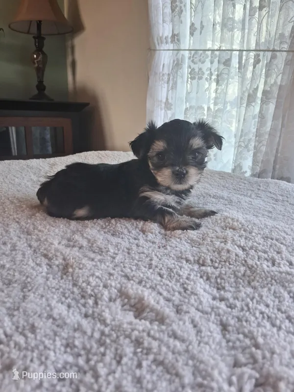 Sophie, a female Morkie for sale in Sunbury, OH – Photo 1 of 3