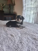 Sophie, a female Morkie for sale in Sunbury, OH – Photo 3 of 3