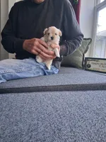 Miss Minni, a female Morkie for sale in Sunbury, OH – 6 of 6
