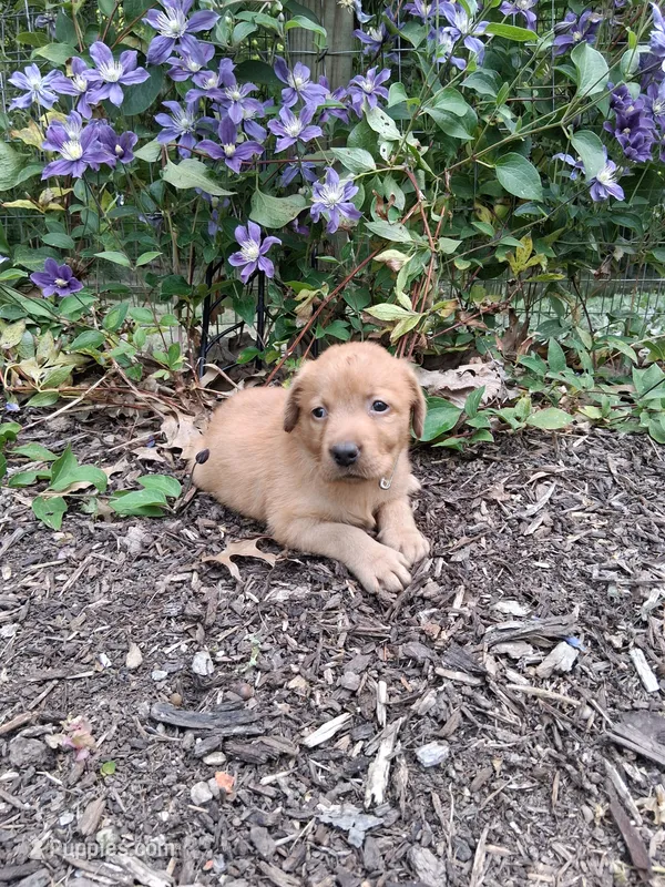 Salsa – Labrador Retriever puppy for sale in Sunbury, OH