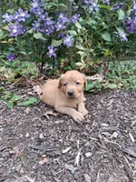 Salsa, a female Labrador Retriever for sale in Sunbury, OH – 1 of 4