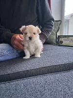 Miss Minni, a female Morkie for sale in Sunbury, OH – 4 of 6