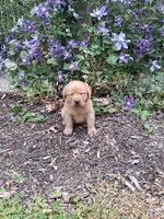 Salsa, a female Labrador Retriever for sale in Sunbury, OH – 3 of 4
