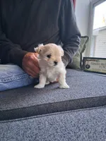 Miss Minni, a female Morkie for sale in Sunbury, OH – 3 of 6