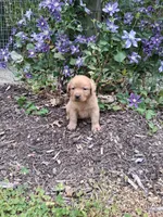 Salsa, a female Labrador Retriever for sale in Sunbury, OH – 2 of 4