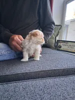 Miss Minni, a female Morkie for sale in Sunbury, OH – 5 of 6