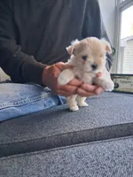 Miss Minni, a female Morkie for sale in Sunbury, OH – 1 of 6