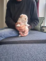 Miss Minni, a female Morkie for sale in Sunbury, OH – 2 of 6
