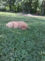 Salsa, a female Labrador Retriever for sale in Sunbury, OH – 4 of 4