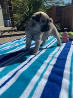 Fawn male, a male Pug for sale in Rogue River, OR – 3 of 8