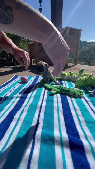 Fawn male, a male Pug for sale in Rogue River, OR – 7 of 8