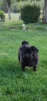 Fawn male, a male Pug for sale in Rogue River, OR – 6 of 8