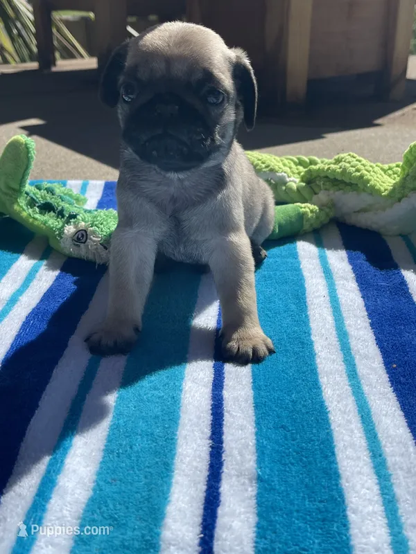 Fawn male – Pug puppy for sale in Rogue River, OR