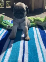 Fawn male, a male Pug for sale in Rogue River, OR – 1 of 8