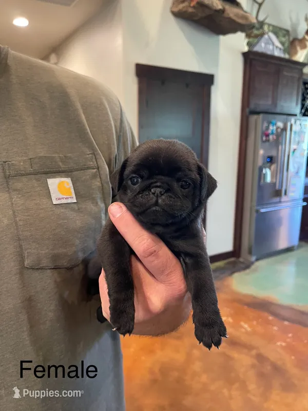 Black female – Pug puppy for sale in Rogue River, OR