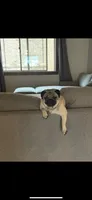 Fawn male, a male Pug for sale in Rogue River, OR – 8 of 8