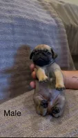 Fawn male, a male Pug for sale in Rogue River, OR – 5 of 8
