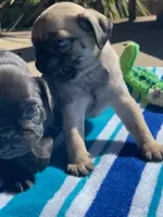 Fawn male, a male Pug for sale in Rogue River, OR – 2 of 8